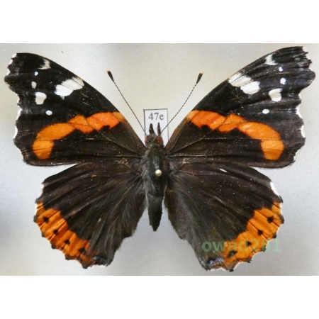 Vanessa atalanta (Linnaeus, 1758) Poland47e